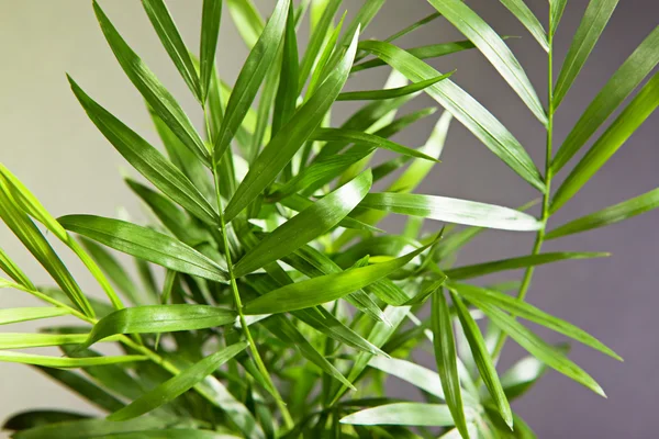 Plant close-up Stockfoto
