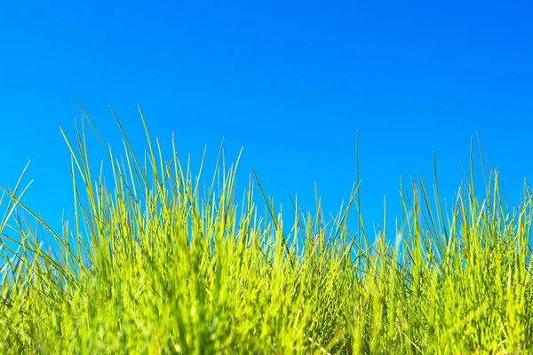 Grass and blue sky Stock Picture