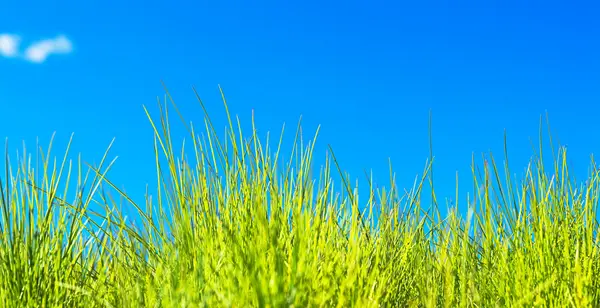 Grass and blue sky Stock Image