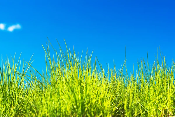 Grass and blue sky Stock Picture
