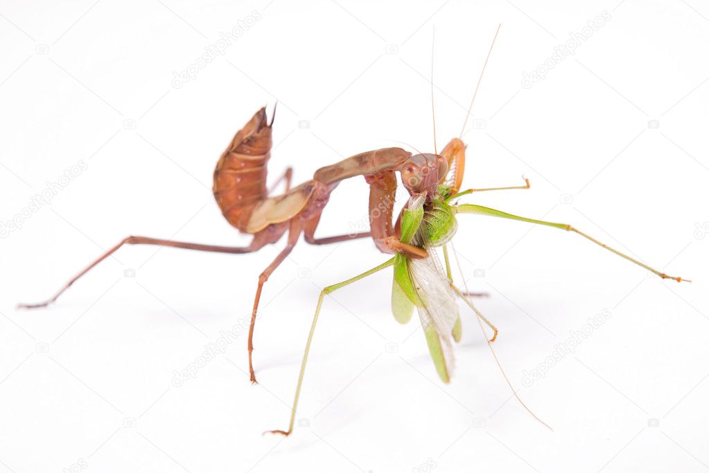 Mantis eats locust