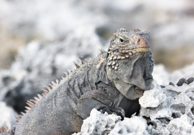 vahşi iguana.