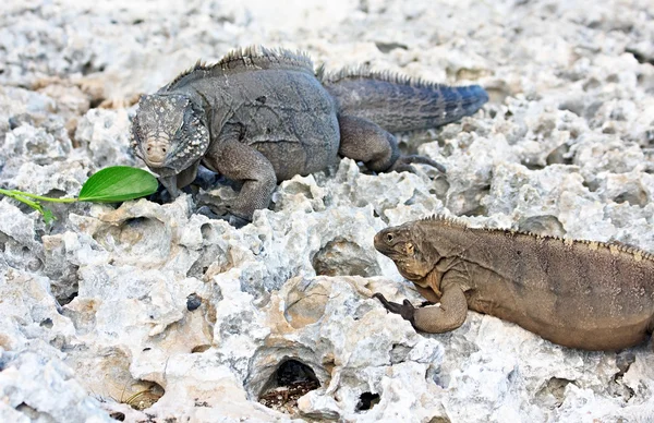 Two wild iguanas divide one green leaf. — Stock Photo, Image