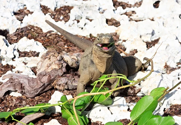 Wild iguana eats fresh leaves. — Stock Photo, Image