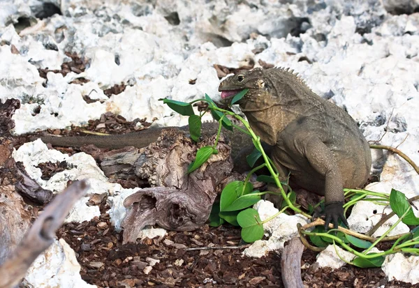Wild iguana eats fresh leaves. — Stock Photo, Image