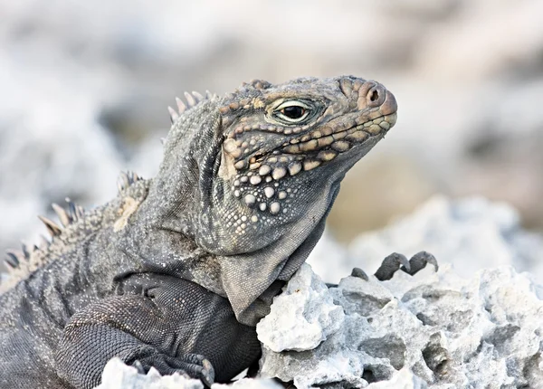 Wild iguana. — Stock Photo, Image