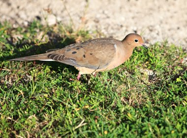 Streptopelia