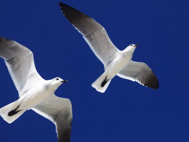 Büyük kara sırtlı martı (Larus marinus)