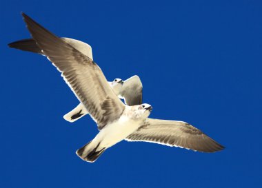 Great Black-backed Gull (Larus marinus) clipart