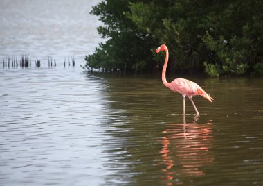 American Flamingo (phoenicopterus ruber))