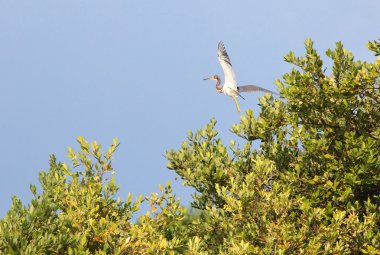 Büyük Mavi Balıkçıl (ardea herodias)