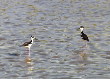 Siyah kanatlı stilt (Himantopus himantopus)