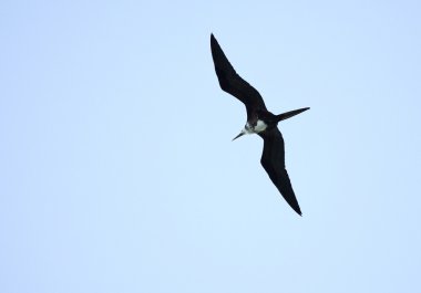 Yükseliş Frigatebird (Fregata aquila)