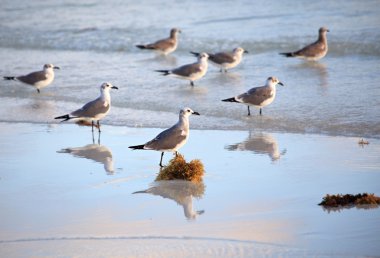 Büyük kara sırtlı martı (Larus marinus)