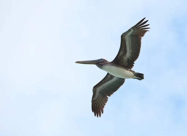 Pelicano castanho (Pelecanus occidentalis) voa no céu . — Fotografia de Stock