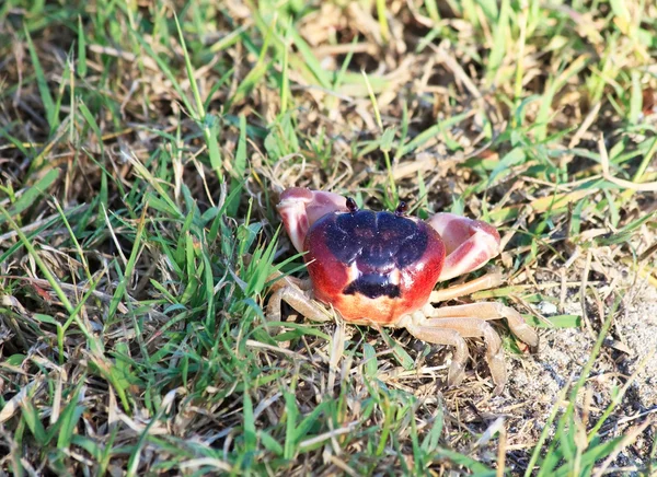Land crab on the grass. — Stock Photo, Image