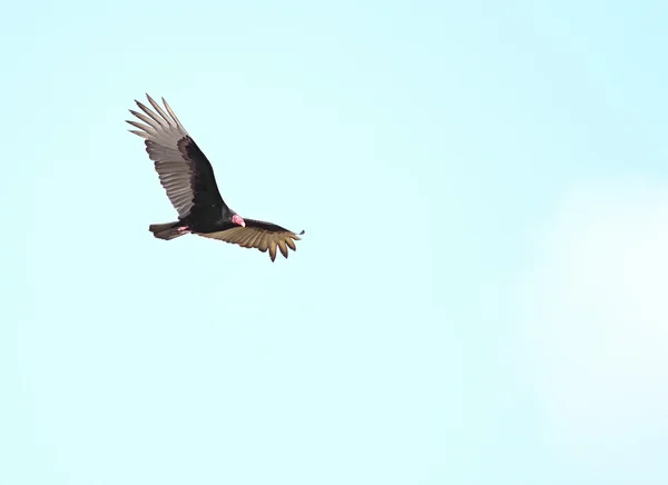 Turchia Avvoltoio (cathartes aura) — Foto Stock