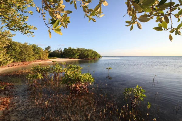 Мангровые деревья в Атлантическом океане. Каё Гильермо. Куба . — стоковое фото