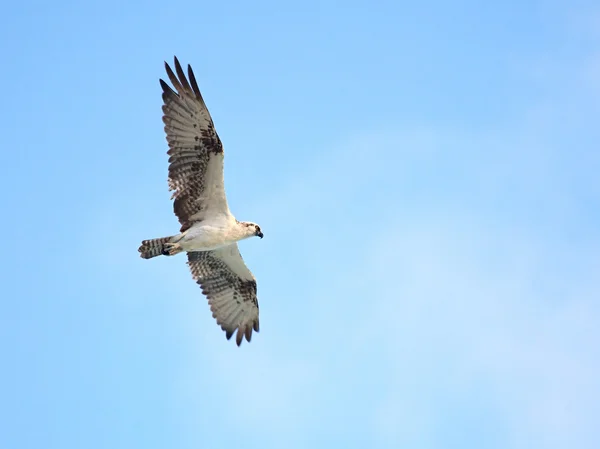 Osprey (Pandion haliaetus) — Stock Photo, Image