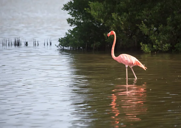 Flamingo americano (phoenicopterus ruber) — Fotografia de Stock