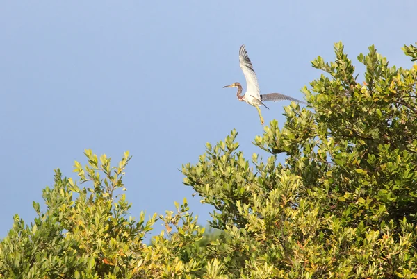 Great Blue Heron (Ardea herodias) — Stock Photo, Image