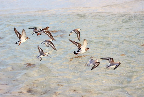 海の上を飛ぶ鳥の群れ. — ストック写真