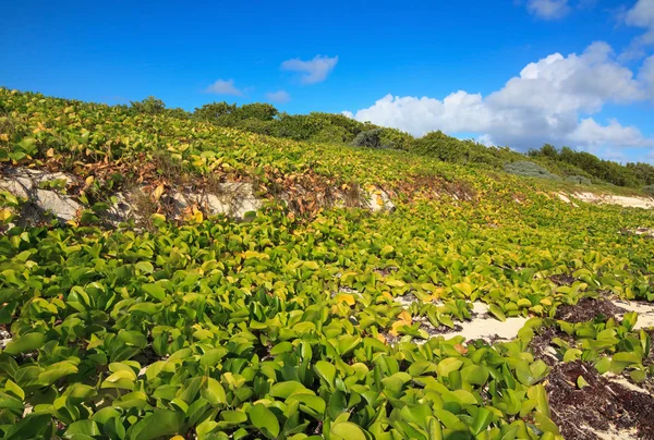 Shore estava coberto de vegetação. Cayo Guillermo. Cuba . — Fotografia de Stock