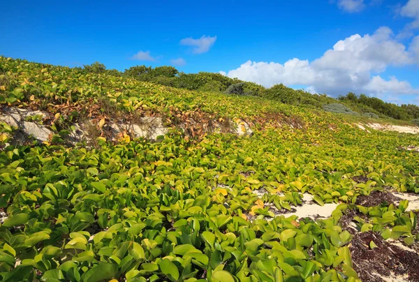 Oever was bedekt met vegetatie. Cayo guillermo. Cuba. — Stockfoto