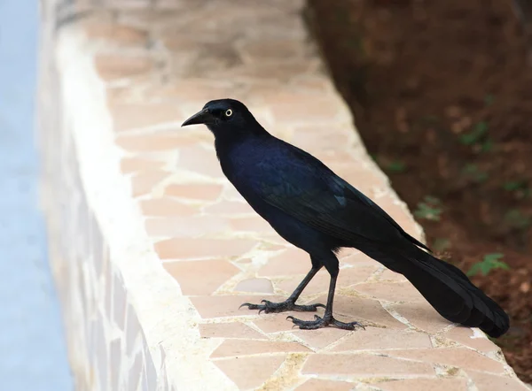 Cuban Crow (Corvus nasicus) — Stock Photo, Image