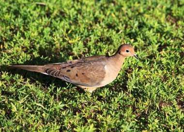 Streptopelia