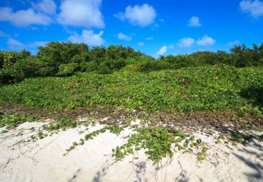 Shore was covered with vegetation. Cayo Guillermo. Cuba. clipart