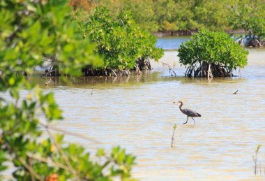 Büyük Mavi Balıkçıl (ardea herodias)