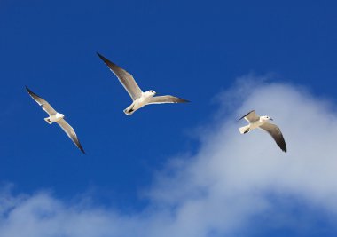 Büyük kara sırtlı martı (Larus marinus)