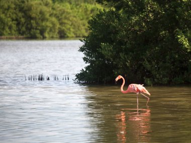 American Flamingo (phoenicopterus ruber))