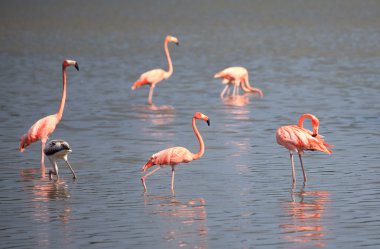 American Flamingo (phoenicopterus ruber))