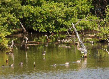 Büyük Mavi Balıkçıl (ardea herodias)