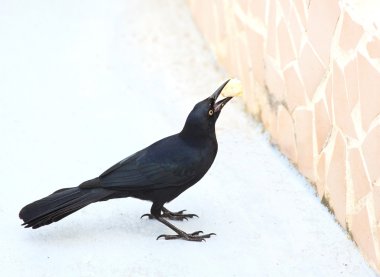 Küba karga (Corvus nasicus)