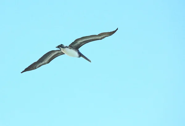Pelikan brunatny (pelecanus occidentalis) wznosi się na niebie. — Zdjęcie stockowe