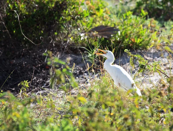 Aigrette à bec jaune (Mesophoyx intermedia) mangeant un lézard . — Photo
