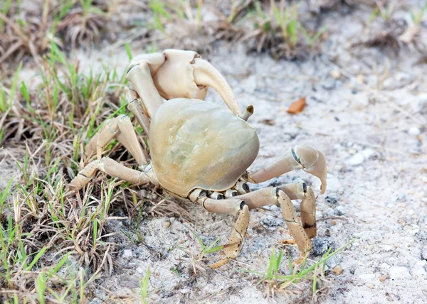 Land krabben met één oog. — Stockfoto