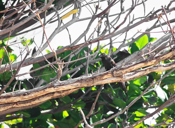 Uccello nero con becco insolito . — Foto Stock