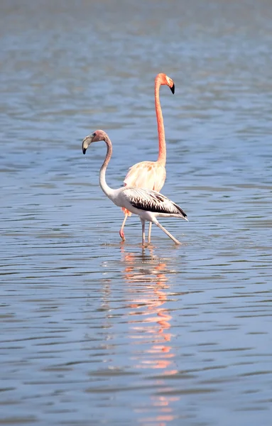 Amerikansk flamingo (phoenicopterus ruber)) — Stockfoto