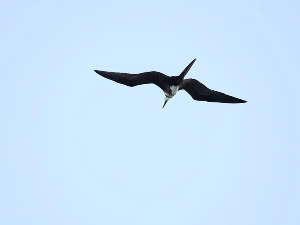 Aves de capoeira da Ascensão (Fregata aquila ) — Fotografia de Stock
