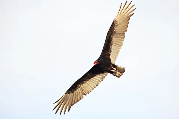 Turkey Vulture (Cathartes aura) — Stock Photo, Image