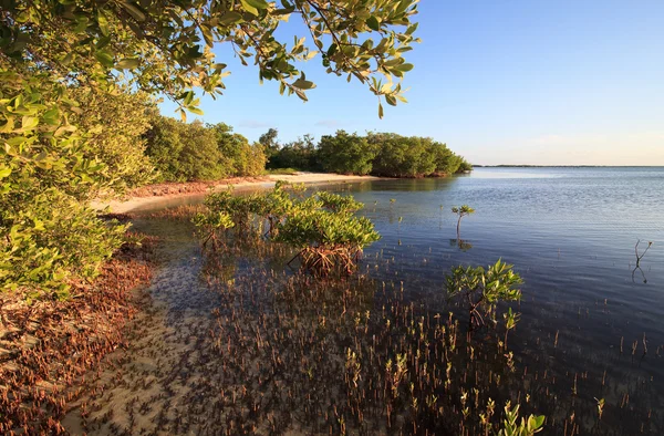Mangrovie nell'Oceano Atlantico. Cayo Guillermo. Cuba . — Foto Stock