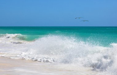 Atlantik Okyanusu üzerinde uçan iki Pelikan. Cayo guillermo. yavrusu