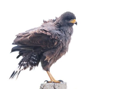 Salyangoz çaylağı (Rostrhamus sociabilis)