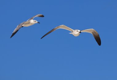 Büyük kara sırtlı martı (Larus marinus)