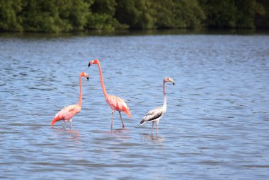 American Flamingo (phoenicopterus ruber))