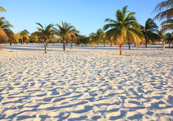 Biały piasek i dłoń drzewa. Playa sirena. Cayo largo. Kuba. — Zdjęcie stockowe